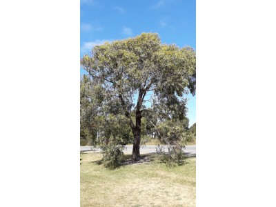 Eucalyptus sideroxylon